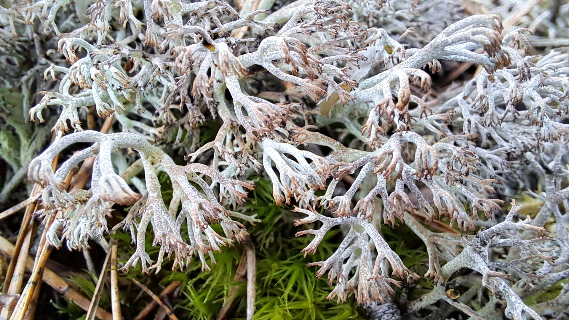 Briežu kladonija Cladonia rangiferina