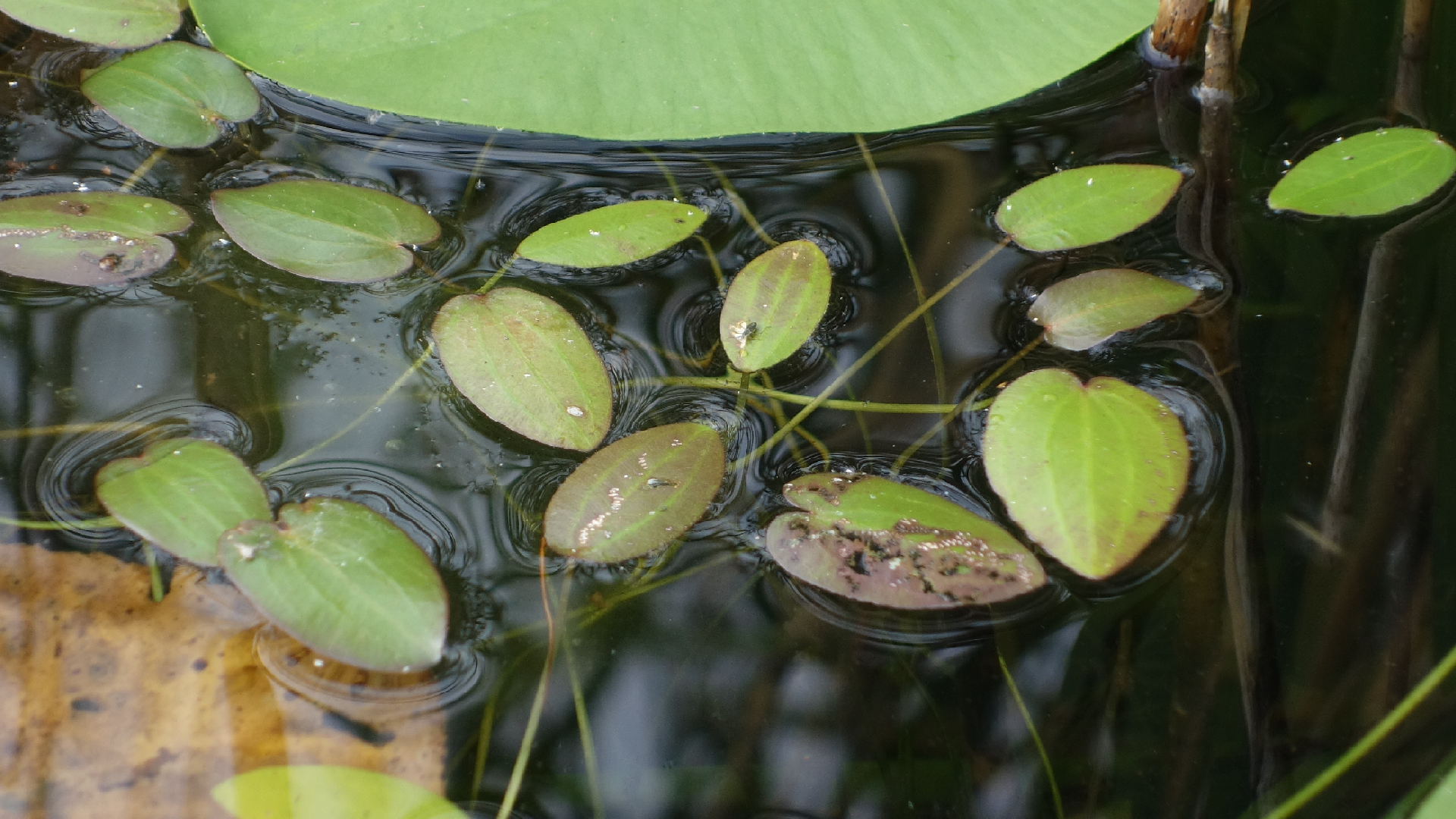 ​ Caldesia parnassifolia (L.) Parl.