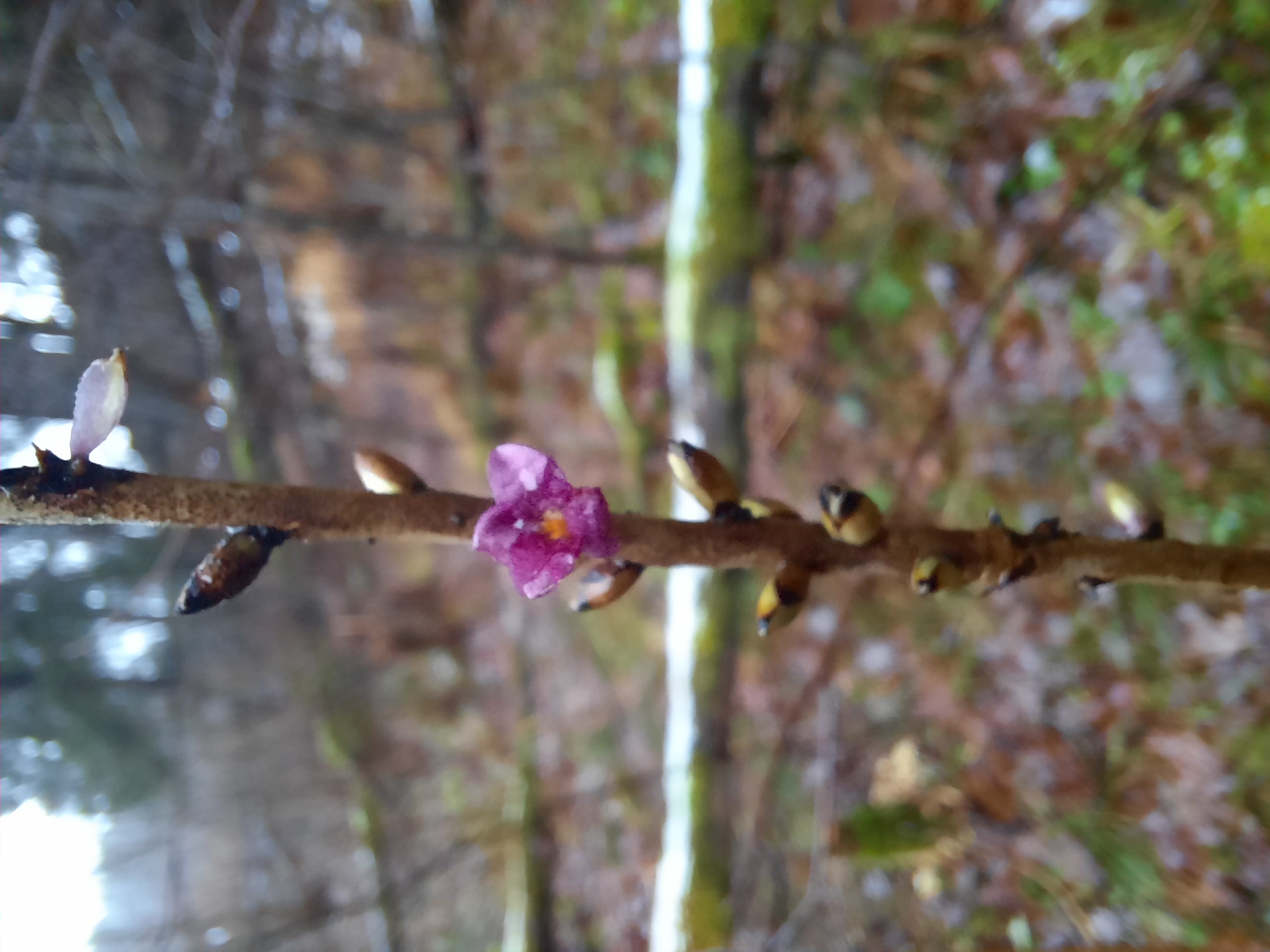 Parastā zalktene (Daphne mesereum) 