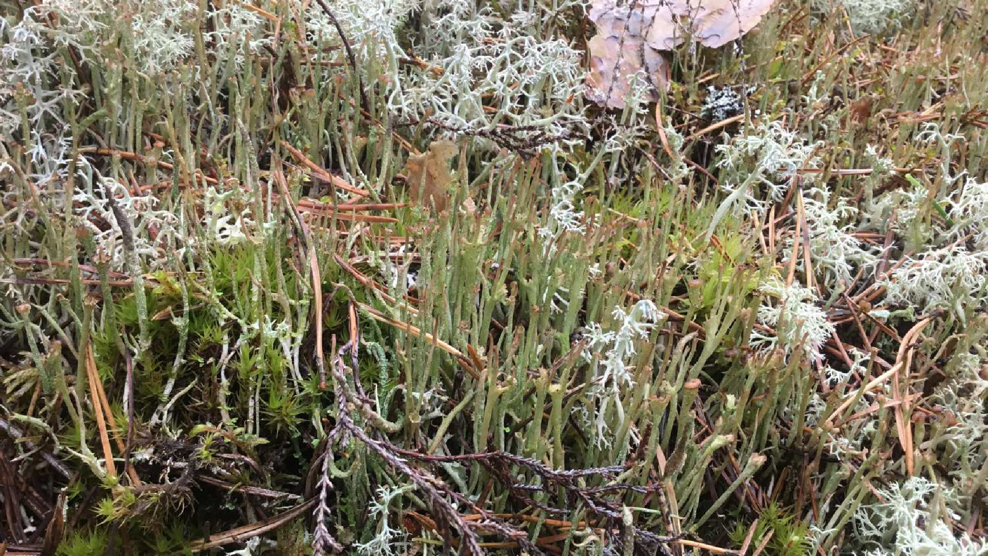 Slaidā kladonija Cladonia gracilis