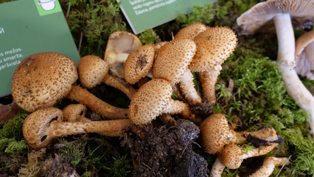 SPURAINĀ ZVĪŅENE (Pholiota squarrosa)