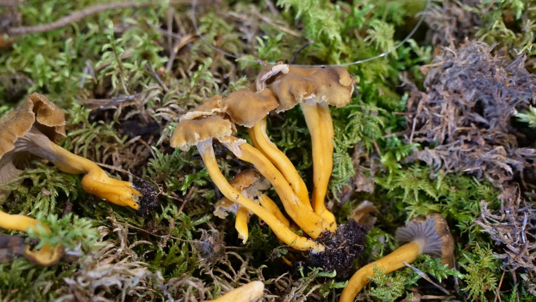 SEKSTAINĀ GAILENE (Cantharellus tubaeformis)