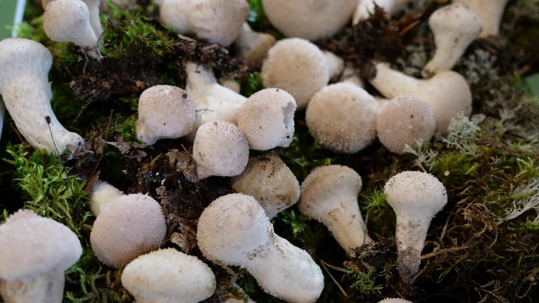 KĀRPAINAIS PŪPĒDIS (Lycoperdon perlatum)