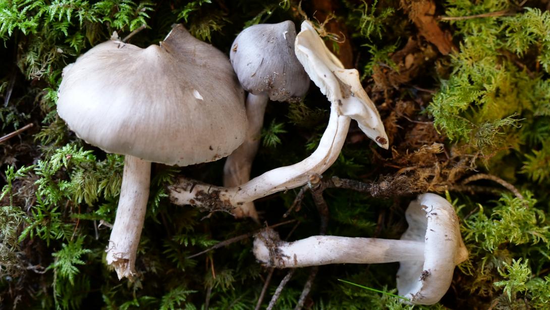 SVĪTRAINĀ PŪKAINE (Tricholoma virgatum) Indīga sēne!