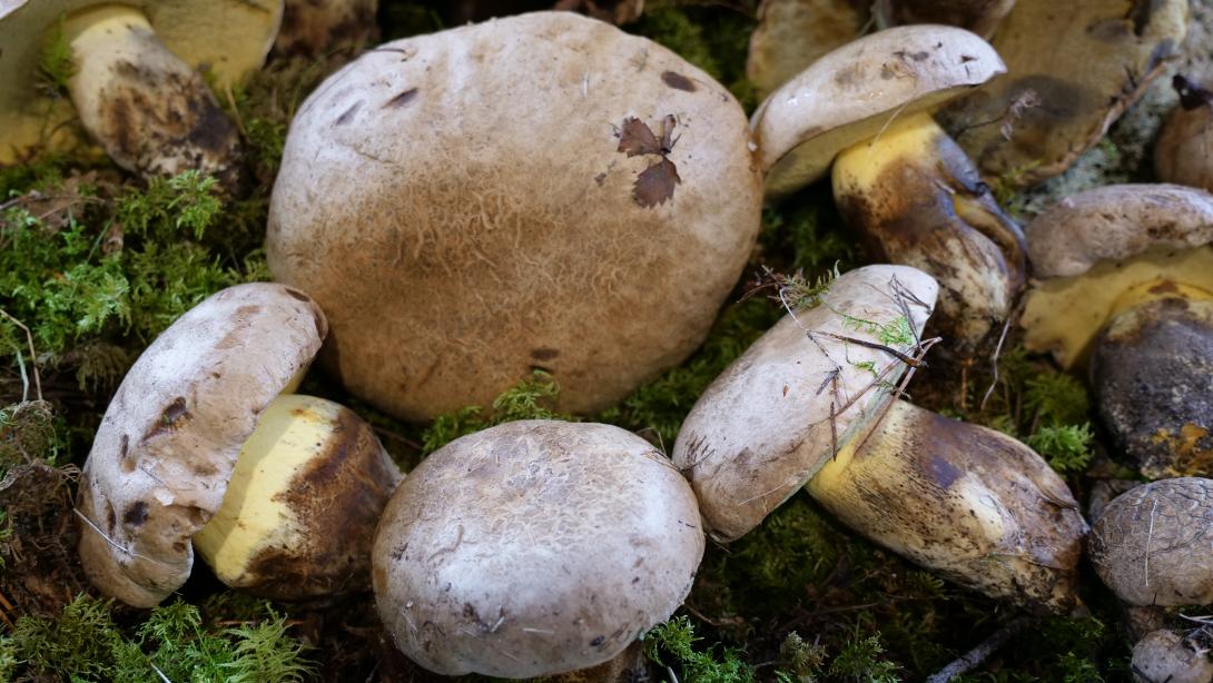 SAKŅKĀTA BEKA (Boletus radicans) Indīga sēne!