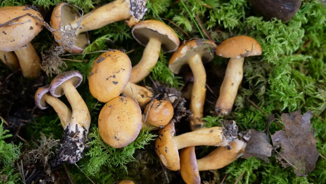 GOVJU SVIESTBEKA (Suillus bovinus)