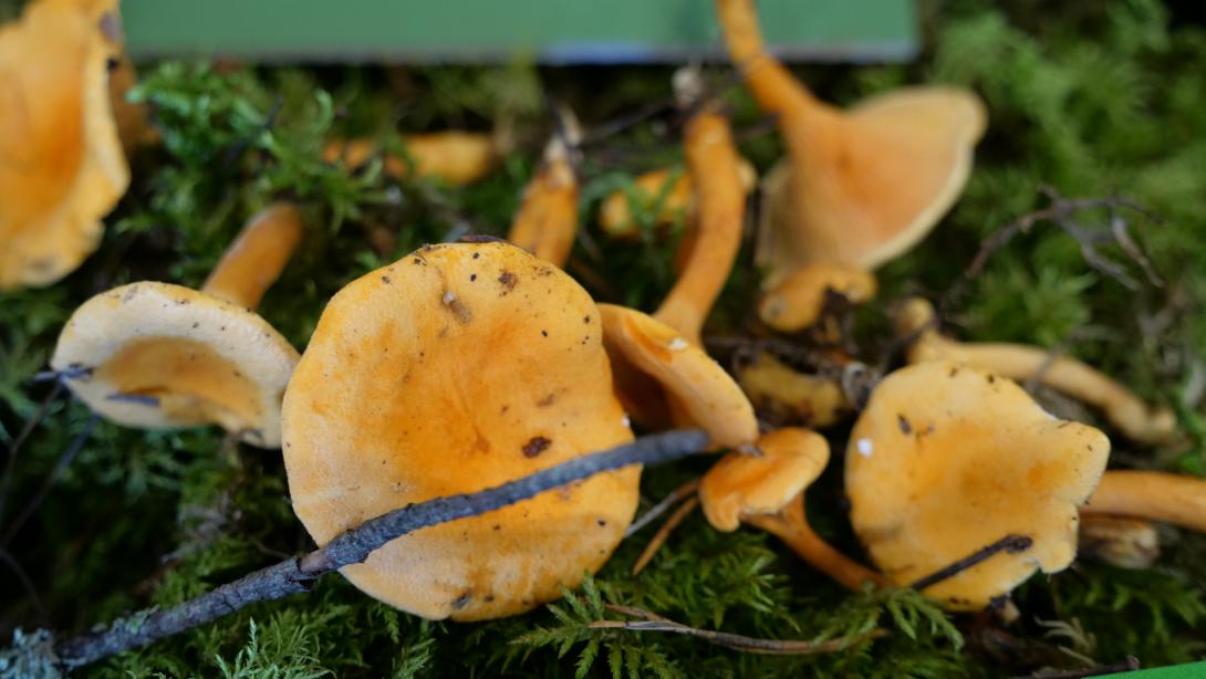 DZELTENSARKANĀ NEGAILENE (Hygrophoropsis aurantiaca)