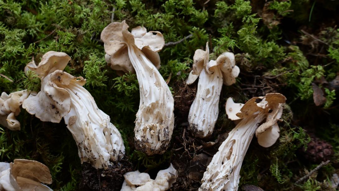 KROKAINAIS RUMPUCIS (Helvella crispa)