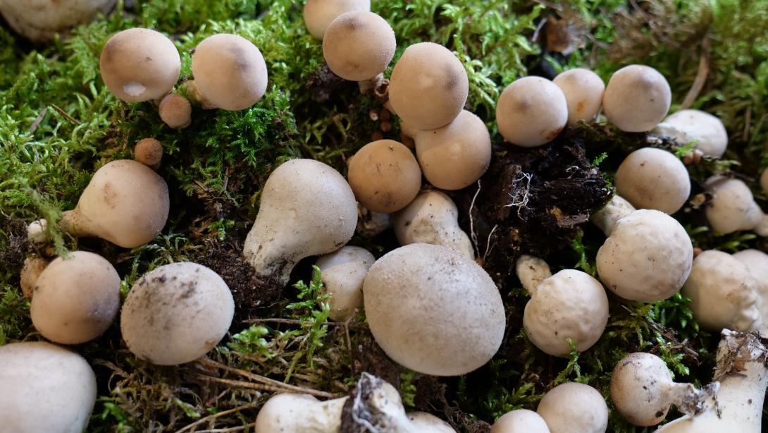 BUMBIERU PŪPĒDIS (Lycoperdon pyriforme)