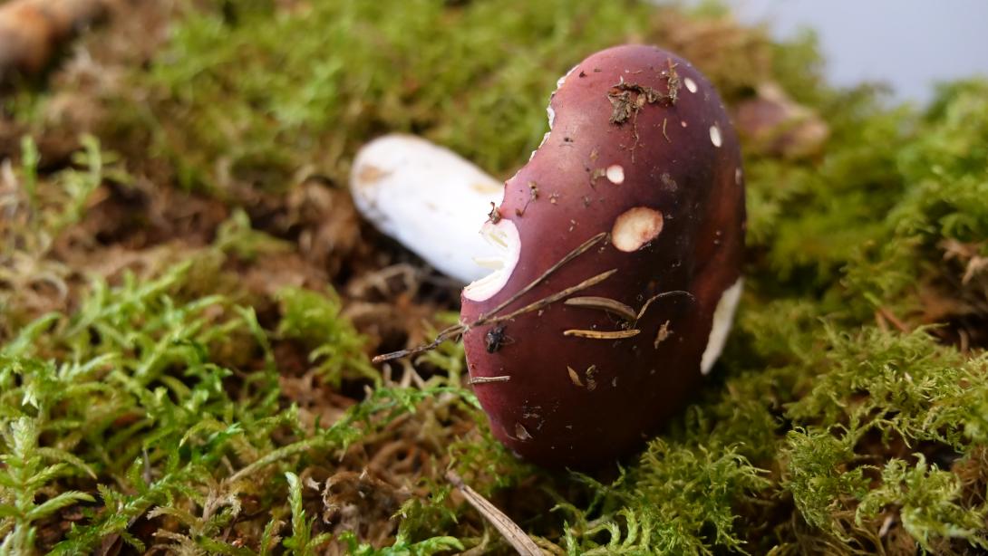 SIĻĶU BĒRZLAPE (Russula xerampelina R. erythropus)