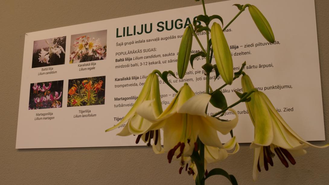 Izstāde „Elegantās lilijas 2023”