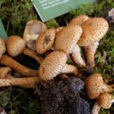 SPURAINĀ ZVĪŅENE (Pholiota squarrosa)