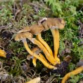 SEKSTAINĀ GAILENE (Cantharellus tubaeformis)