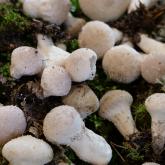 KĀRPAINAIS PŪPĒDIS (Lycoperdon perlatum)