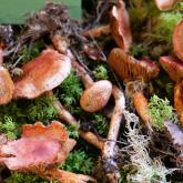 SARKANZVĪŅU TĪMEKLENE (Cortinarius bolaris). Indīga sēne!