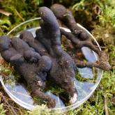 DAUDZVEIDĪGĀ KSILĀRIJA (Xylaria polymorpha) Uzturā lietot nav ieteicams. Aizsargājama sēne.