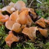 RUMPUČU SKRIMSLENE (Tremiscus helvelloides) Aizsargājama sēne