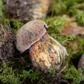 RAGANU BEKA (Boletus luridus)