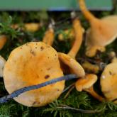 DZELTENSARKANĀ NEGAILENE (Hygrophoropsis aurantiaca)