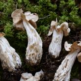 KROKAINAIS RUMPUCIS (Helvella crispa)