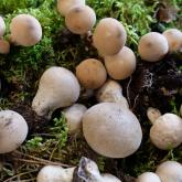 BUMBIERU PŪPĒDIS (Lycoperdon pyriforme)