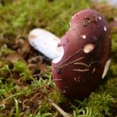 SIĻĶU BĒRZLAPE (Russula xerampelina R. erythropus)