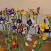 Exhibition "Irises 2023"