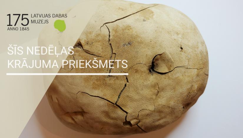 Krājuma kalendāra 14. priekšmets - milzu apaļpūpēdis (Calvatia gigantea)