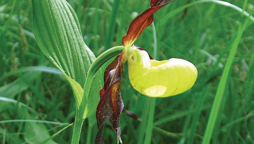 Dzeltenā dzegužkurpīte (Cypripedium calceolus)