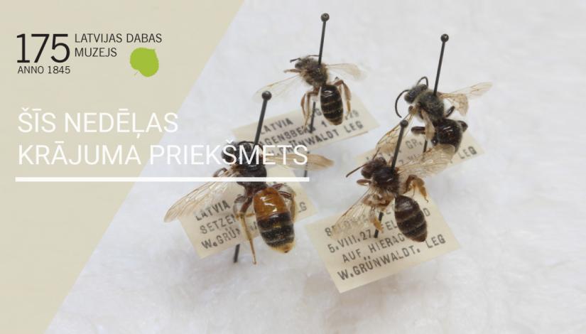 V.Grīnvalda ievāktās smilšbites (Andrena sp.) 