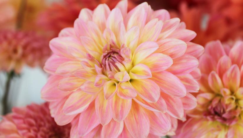 Exhibition "Dahlias 2020"