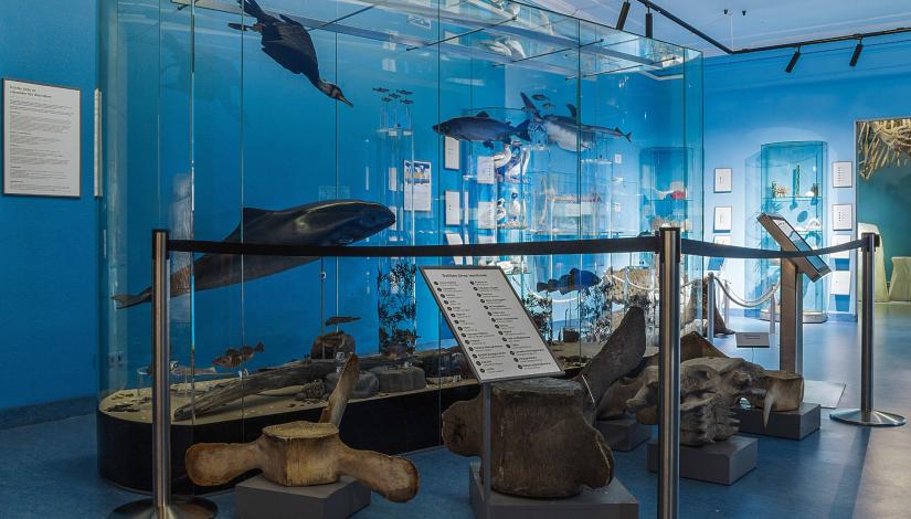 Exhibition “Life in the Seas”