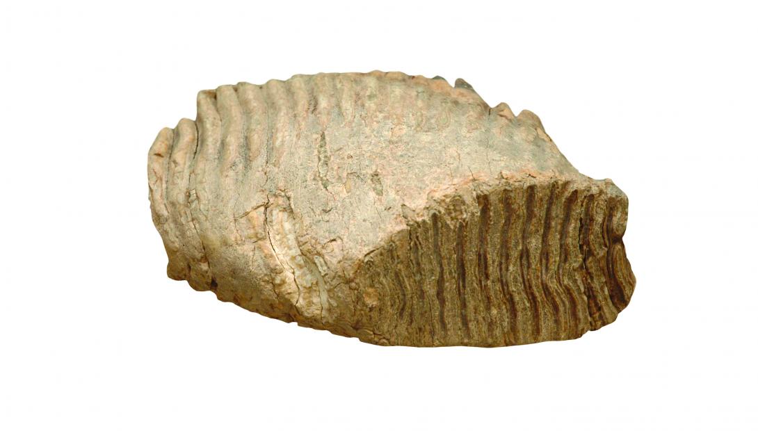 A mammoth molar