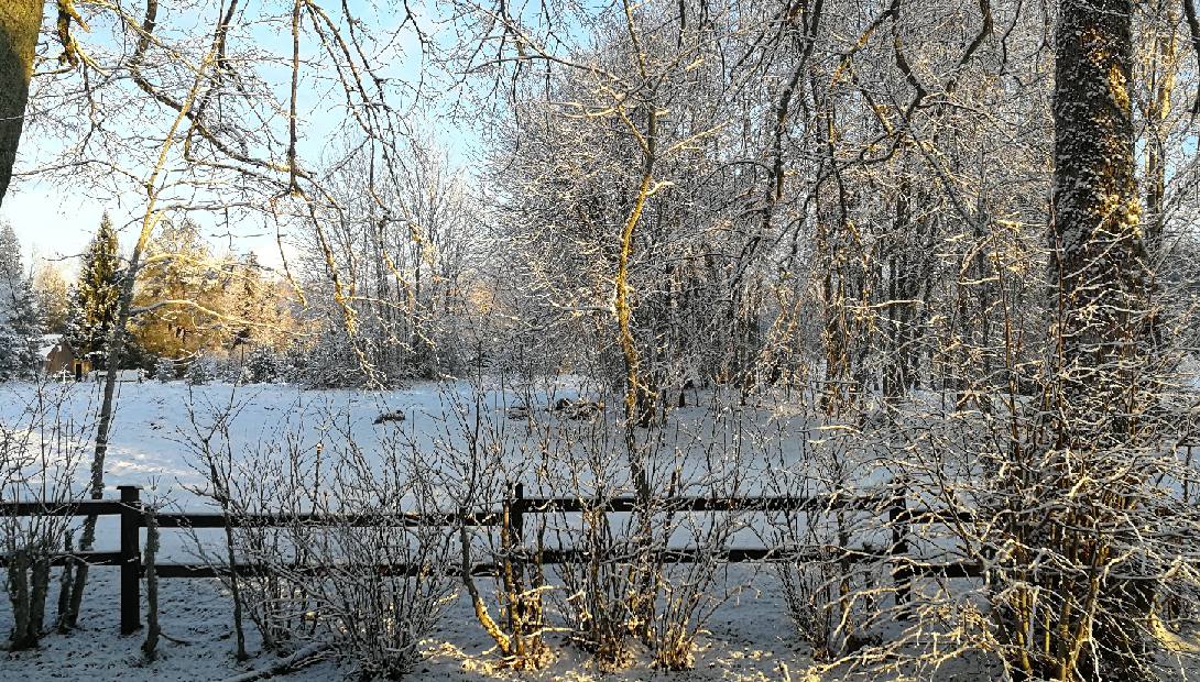 Winter in forest