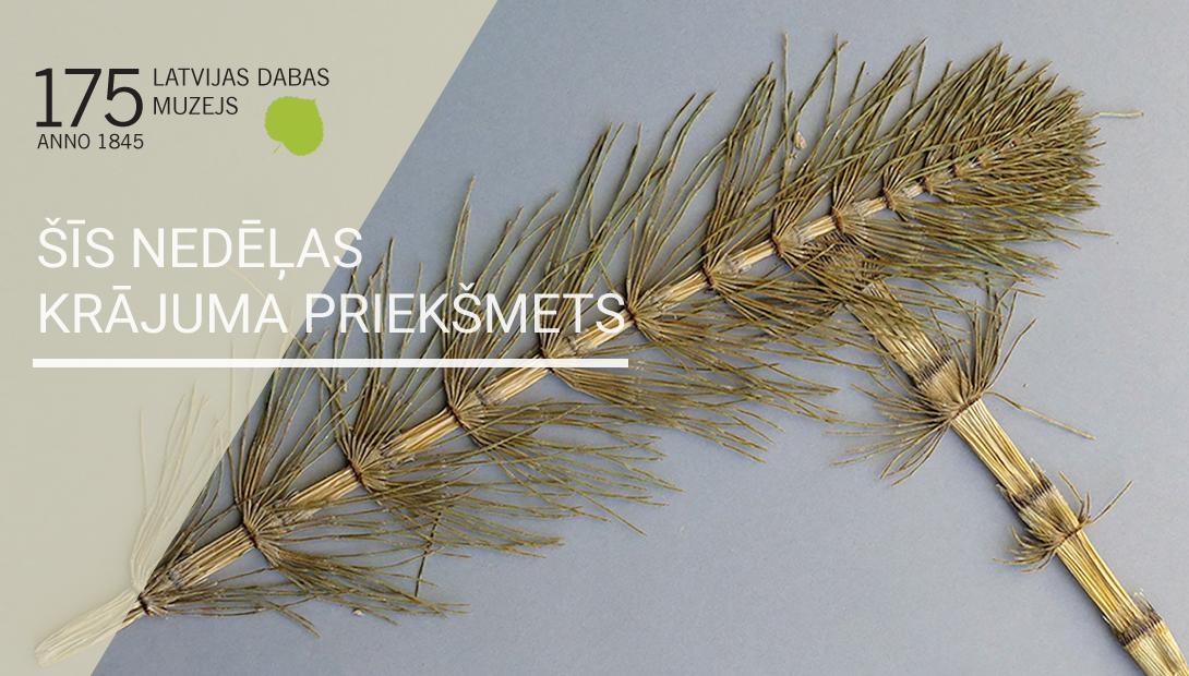 Krājuma kalendāra 15. priekšmets - lielā kosa (Equisetum telmateia)