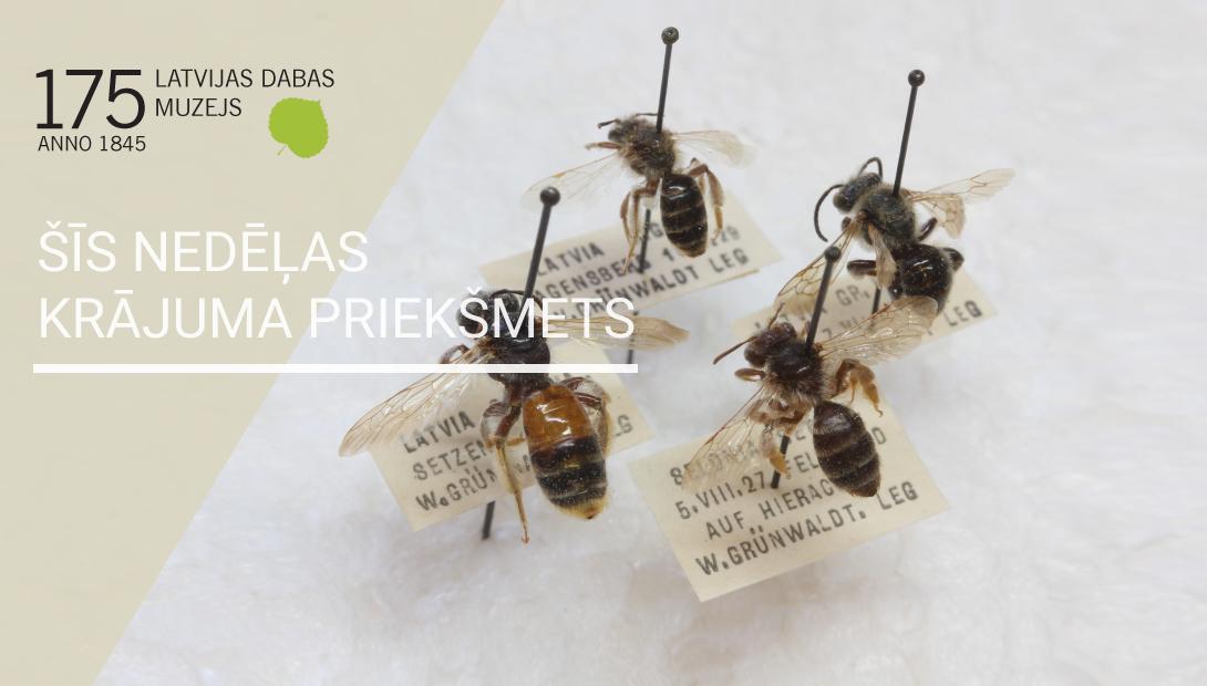 V.Grīnvalda ievāktās smilšbites (Andrena sp.) 