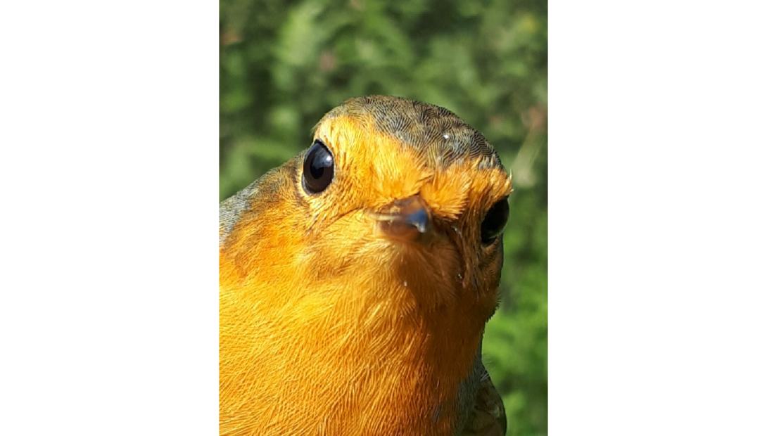 „TĀS ACIS” Sarkanrīklīte Erithacus rubecula